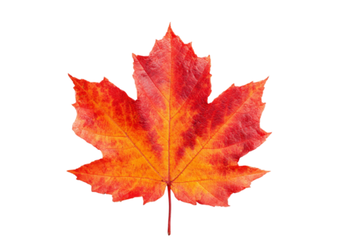 Vibrant red and orange autumn maple leaf isolated on black, Isolated On Transparent Background, Png