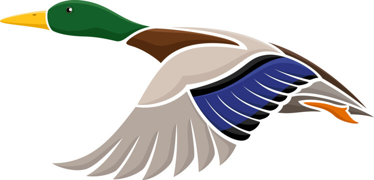 Vector illustration of a stylized flying mallard duck.