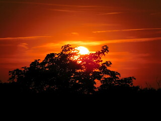 sunset with tree