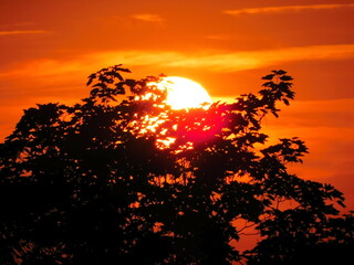sunset in the forest