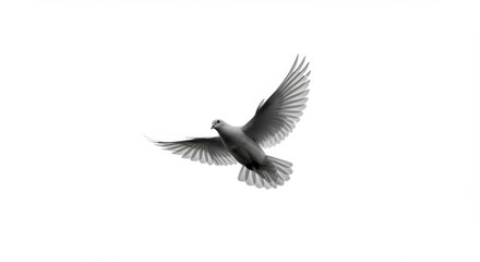 Fototapeta premium A grayscale bird in flight, wings outstretched against a stark white background. Graceful posture showcases airborne elegance