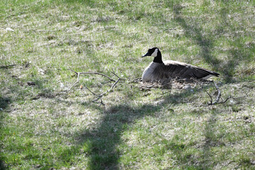 Canada Goose on Nest
