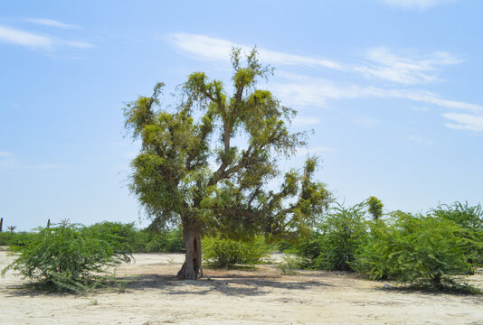 Old horny acacia trees, nature view of babool acacia nilotica plant and clouds blue sky background wallpaper