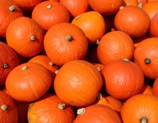Vibrant orange pumpkins filling the frame, celebrating autumn harvest