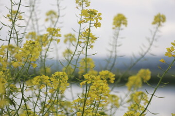 field of yellow flowers
