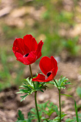 Obraz premium red poppy flower