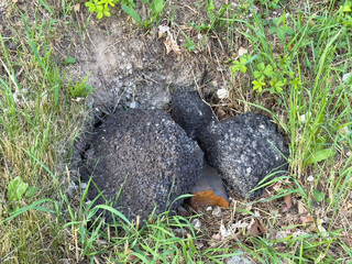 Partially buried rusted metal object in grass and soil with surrounding greenery