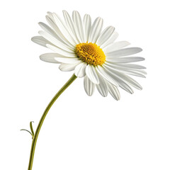 Fototapeta premium Close up of a single white daisy flower with a yellow center on a black background