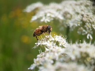 Honey bee insect in summer garden 