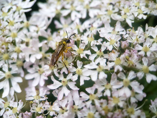 Saw fly bee summer gaarden