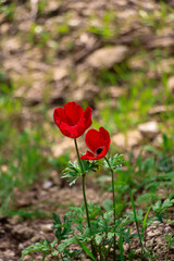 red poppy flower