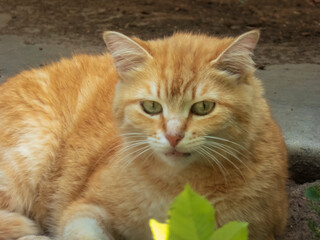 Close-up of a ginger cat with bright green eyes looking directly at the camera