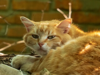 Sleepy ginger cat with half-closed eyes basking in warm sunlight
