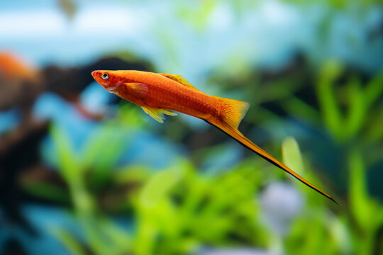 The red swordtail Xiphophorus hellerii Poeciliidae, male. Close-up freshwater tropical aquarium fish, shallow depth of field. Selective focus, defocused background.