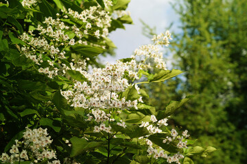 Acacia tree in full bloom