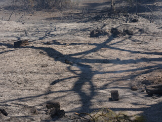 burned trees and dramatic landscape