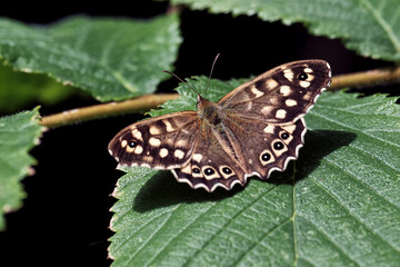 Speckled Brown Butterfly at Rest