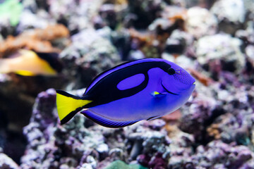 Tropical blue tang fish,  surgeonfish Paracanthurus hepatus, marine aquaria. Shallow depth of field