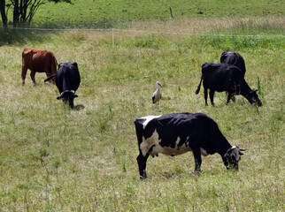 Black cows grazing peacefully on summer pasture with stork in rural countryside