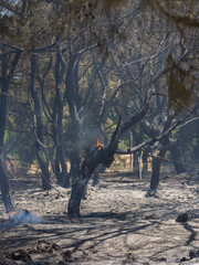 burned trees and dramatic landscape