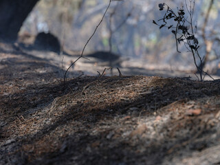 burned trees and dramatic landscape