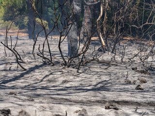 burned trees and dramatic landscape