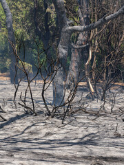 burned trees and dramatic landscape