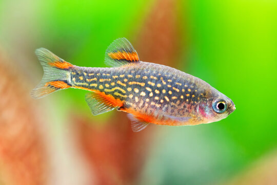 Close-up aquarium fish rasbora galaxy Margaritatus, macro view celestial pearl danio. Selective focus. Shallow depth of field. Green red plants defocused background. 