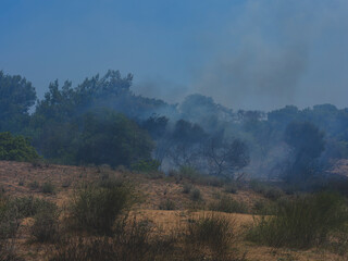 burned trees and dramatic landscape