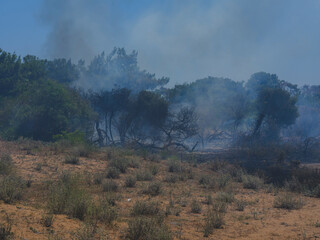 burned trees and dramatic landscape