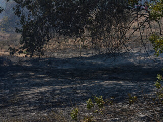 burned trees and dramatic landscape