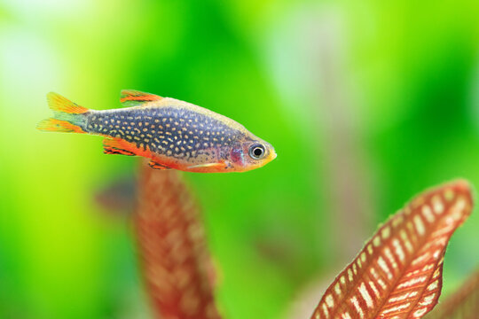 Rasbora galaxy Margaritatus, macro view celestial pearl danio aquarium fish. Selective focus. Shallow depth of field. Green red plants defocused background. 