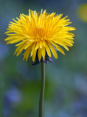 Bright yellow dandelion flower blooming in a green garden during springtime