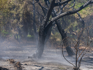 burned trees and dramatic landscape