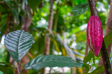 Cocoa fruit growing in a tropical forest of Sri Lanka, Aisia