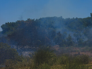 burned trees and dramatic landscape