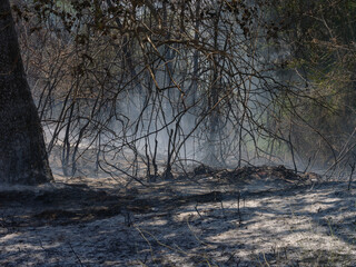 burned trees and dramatic landscape