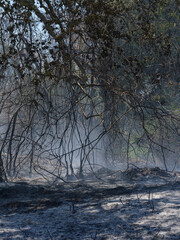 Fototapeta premium burned trees and dramatic landscape