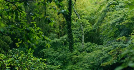 Dense Japanese forest. Green impenetrable thickets