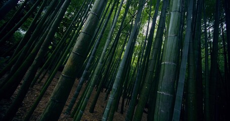Bottom view of the trunks of bamboo trees. Bamboo forest in Japan