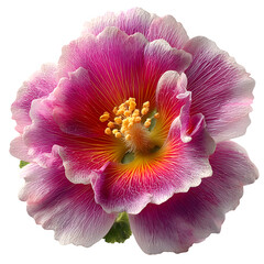 A beautiful pink and white flower blossom displays intricate petal patterns on black, transparent background