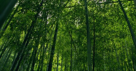 Bamboo forest in Japan. View from below on the treetops
