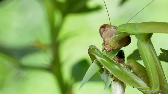 カマキリがバッタを食べている4K動画