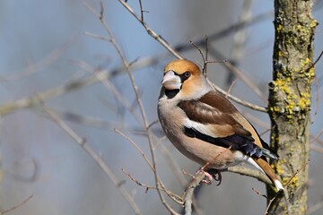 Hawfinch Coccothraustes coccothraustes in the wild Close up