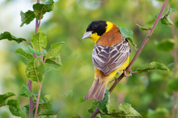 Black-headed bunting Emberiza melanocephala in the wild