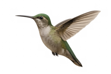Green hummingbird hovering, wings spread, transparent background, perfect for seamless graphic design and digital composition