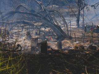 burned trees and dramatic landscape