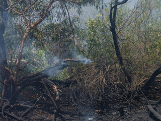 burned trees and dramatic landscape