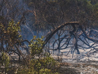 burned trees and dramatic landscape