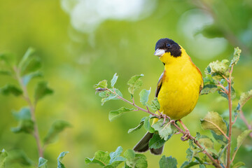 Black-headed bunting Emberiza melanocephala in the wild